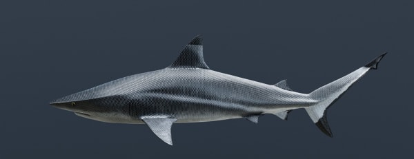 Vincent Fournier, High-Speed Shark [Squalus moleculo] The ability to control its speed at the molecular level, 2019