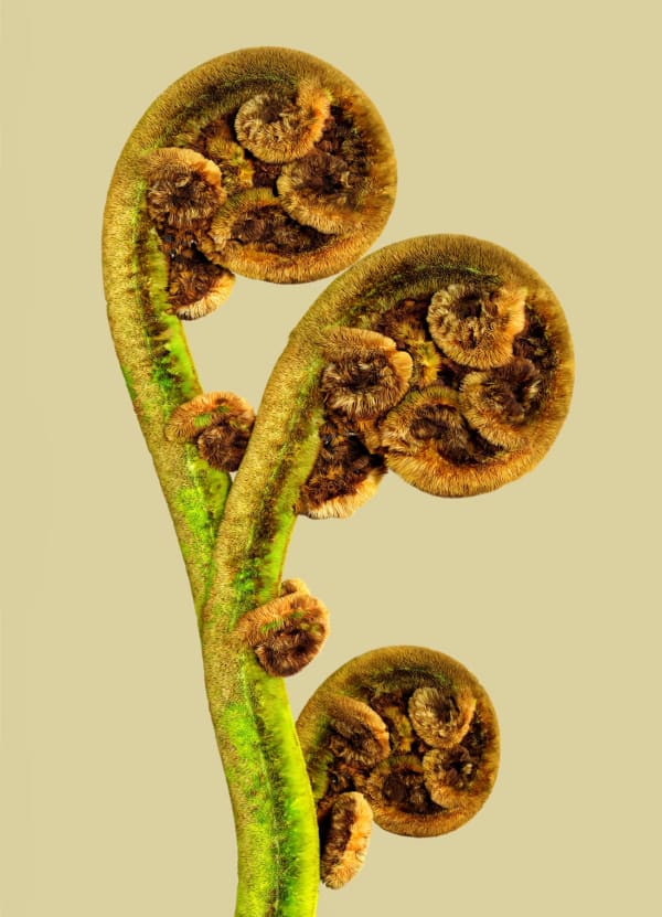 Vincent Fournier, Flora Incognita; Filicoryndor lanuginosa [Solanalis-3], 2022