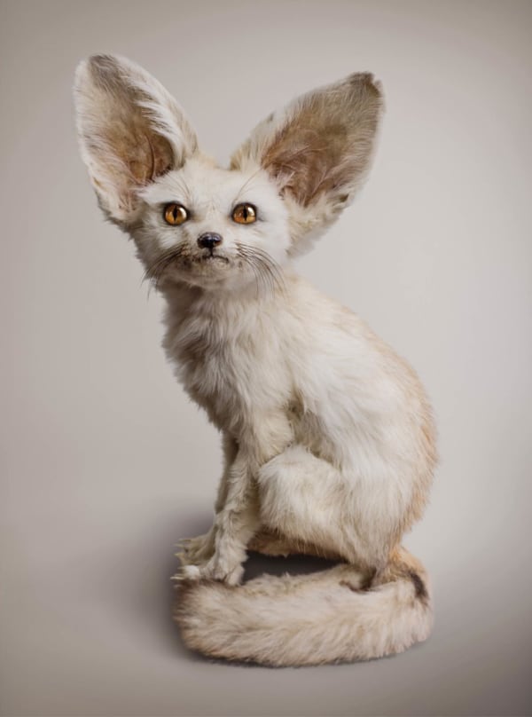 Vincent Fournier, White Fennec [Zerdas hypnoticus] Ability to access and control mind, 2012