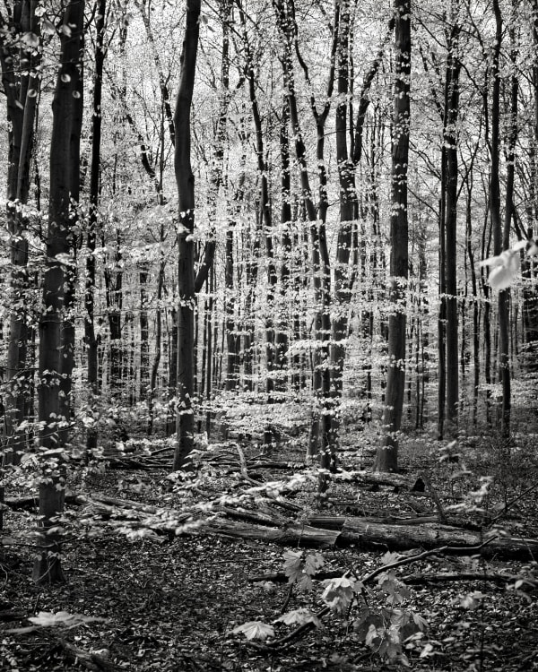 Mark Nettenbreijers, Rise & Fall XIV, 2013