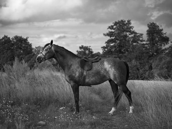 Anja Niemi, Stallion Portrait with Missing Tack, 2021