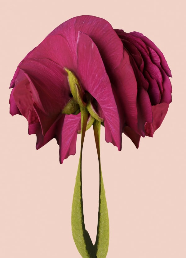 Vincent Fournier, Flora Incognita; Zabnjak pendula [Solvantis-581d], 2022