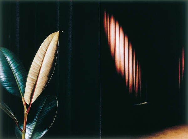 Martina Sauter, Pflanze, 2007