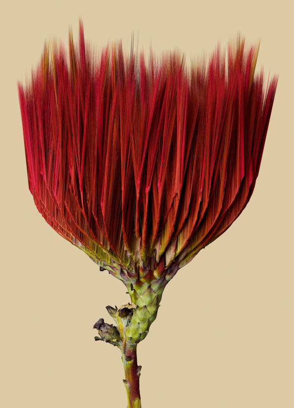 Vincent Fournier, Flora Incognita; Leucothamnus aurorae [Magnetis-9e], 2022