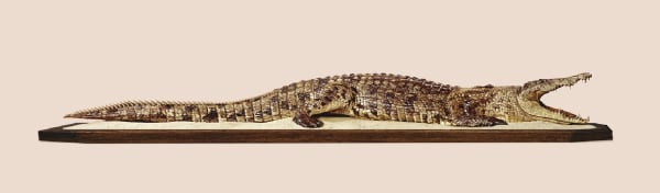 Vincent Fournier, Crocodile [Crocodylus hypersexualis] Reptile with new reproductive strategy, 2012