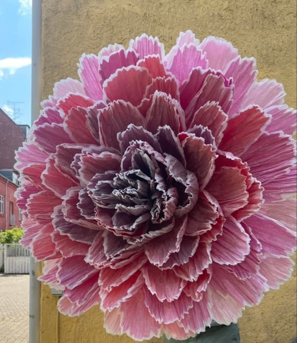 Red Rosette
