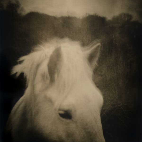 Bucephalus, The Camargue