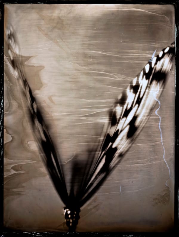 Victory (golden butterfly)