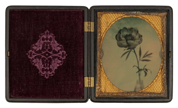 Single Peony Daguerrotype