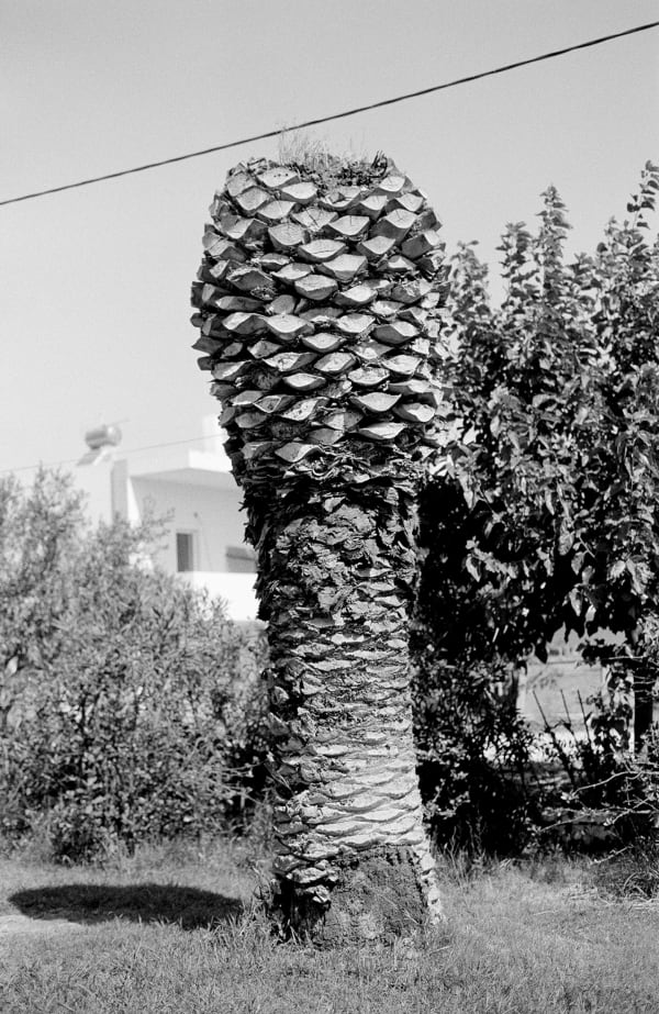 Twelve Dying Palm Trees IV