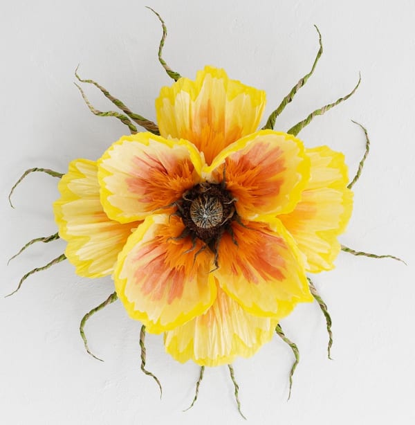 Small Yellow Poppy Eye