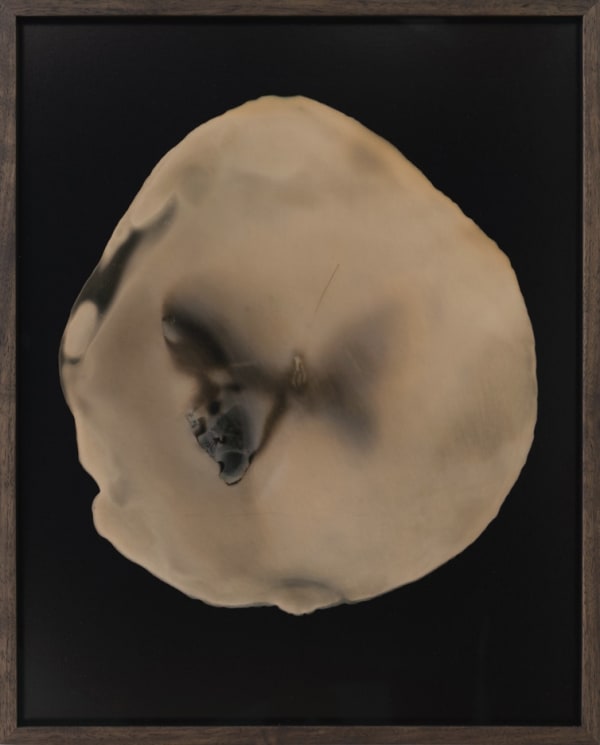 Butterfly Impression