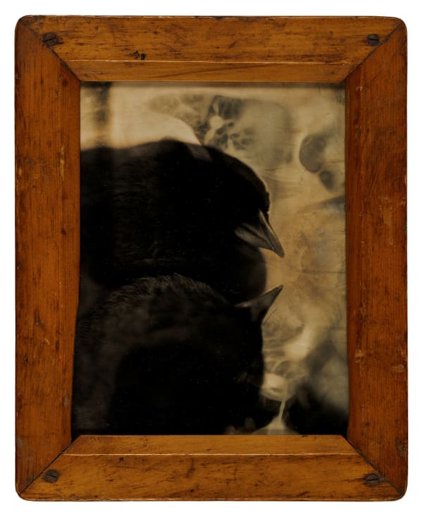 Crows Kiss