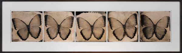 Morpho Quintet