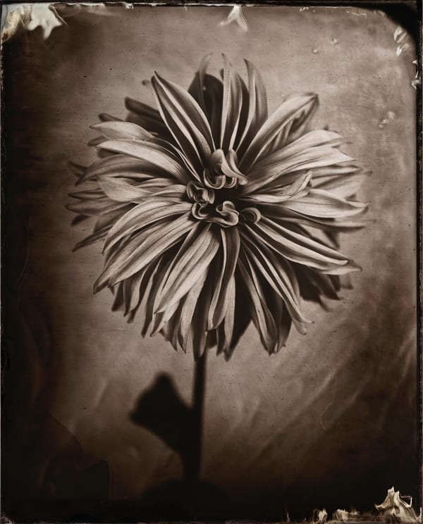 Lara Porzak, Dahlia, 2024