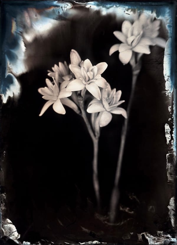 Lara Porzak, Tuberoses, 2020