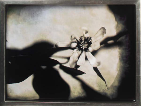 Gwen's Flowers