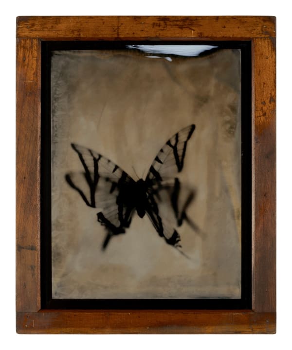 Swallowtail's Flight