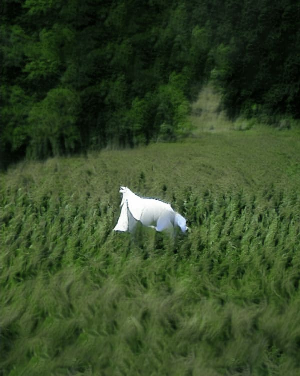 an impromptu encounter in a hemp field (attempt)