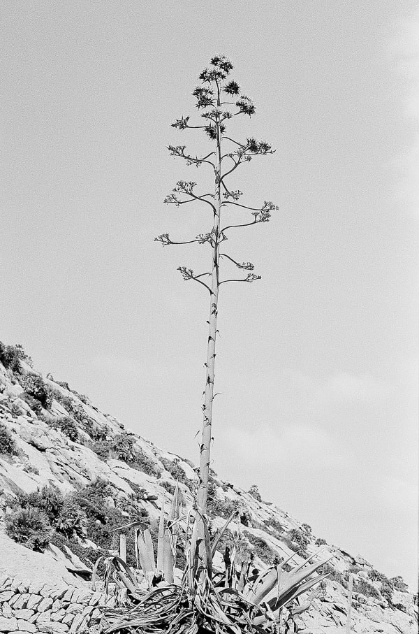 Flowers only once and then dies