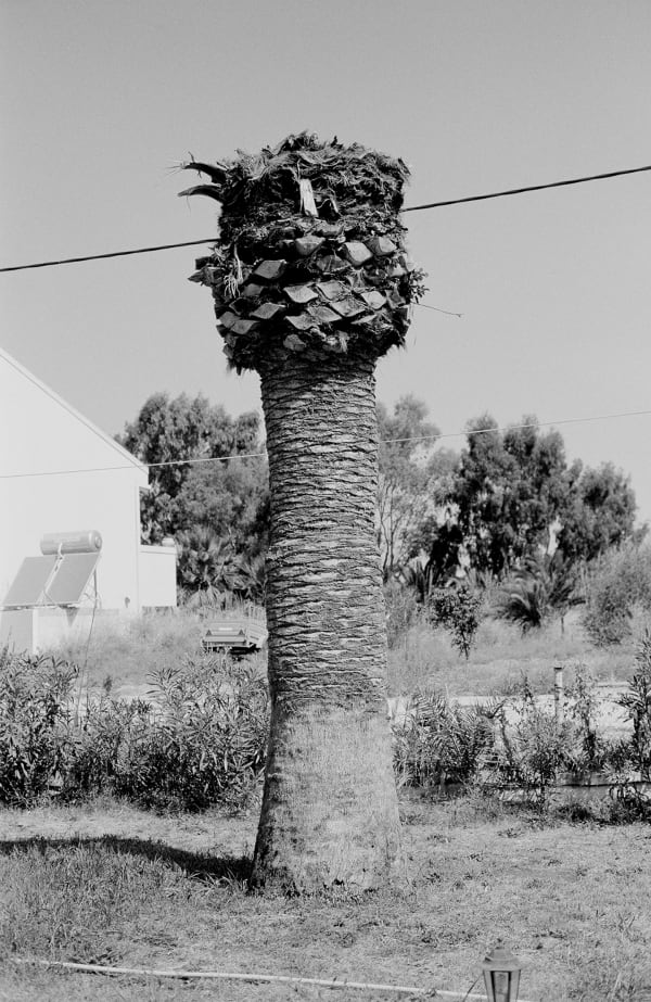 Twelve Dying Palm Trees VII