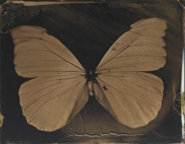Flutterby