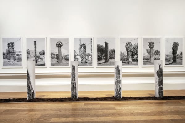 Twelve Dying Palm Trees