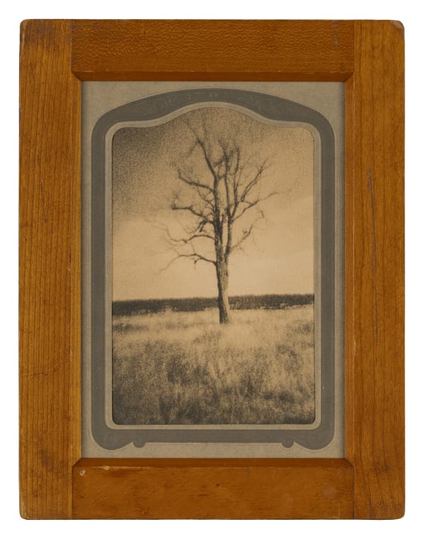 Lone Tree, Romero Ranch, New Mexico