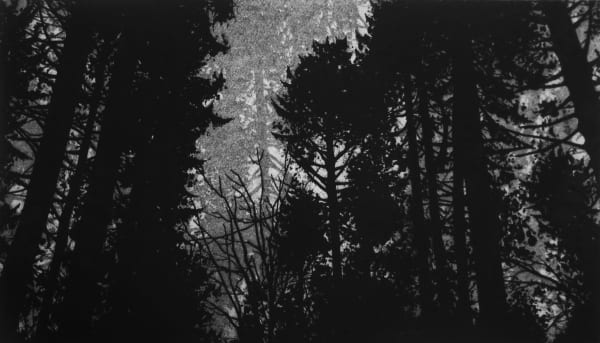 Blaze Cyan R.E., Dark Woods, etching on steel, bleed printed, unframed, £230