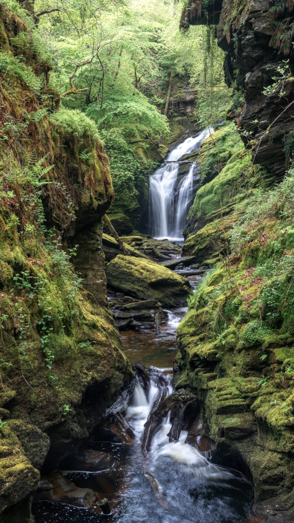 Simon Baxter, Coedwig Glaw, photograph