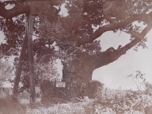 Epha J Roe, Kett's Oak, Norfolk, cyanotype