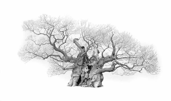 Mark Frith, Bowthorpe Oak, print