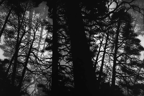 Blaze Cyan R.E.,, Wellington Woods II, 2016