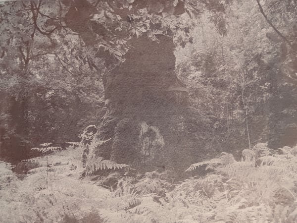 Epha J. Roe, Big Belly Oak, Savernake Forest, Marlborough