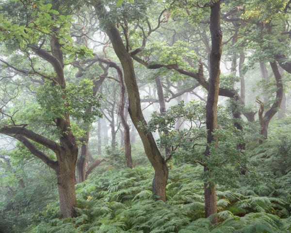 Simon Baxter, Summer Sanctum, photograph