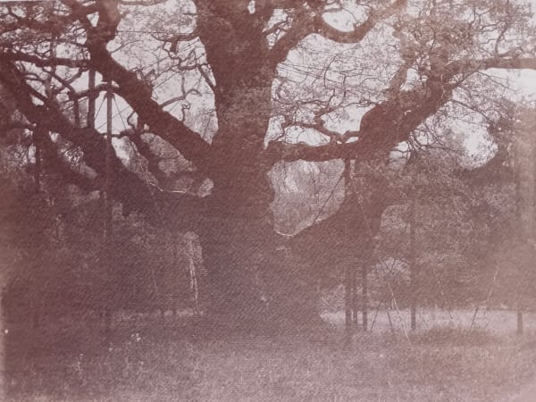 Epha J Roe, Major Oak, Sherwood