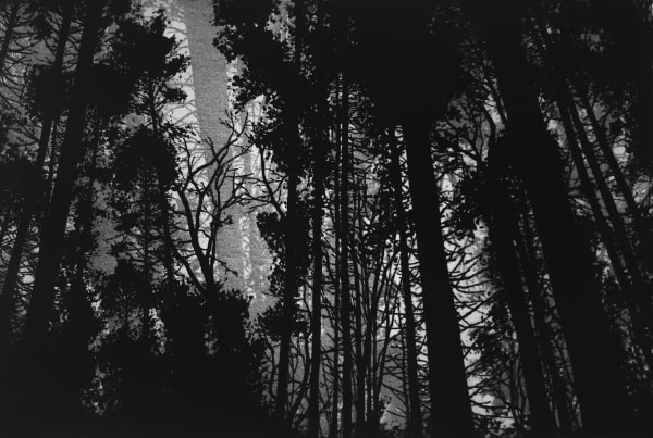 Blaze Cyan, Pits Wood Tisbury, etching on steel, 2017
