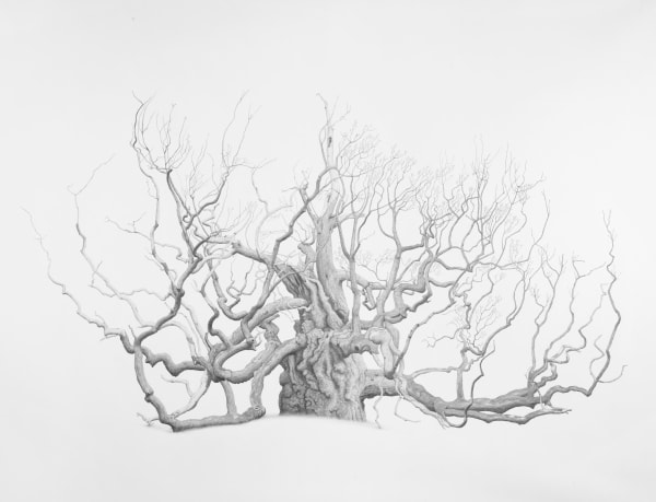Mark Frith, King John Oak, Devon