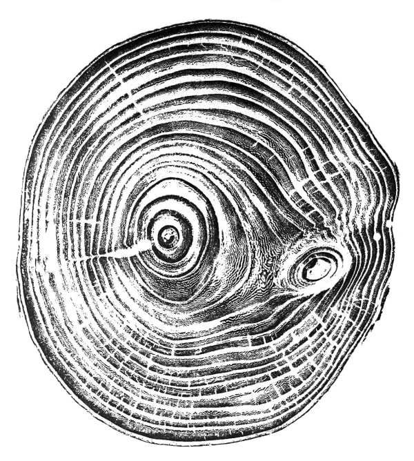 Blaze Cyan, Heart of the Wood, woodcut