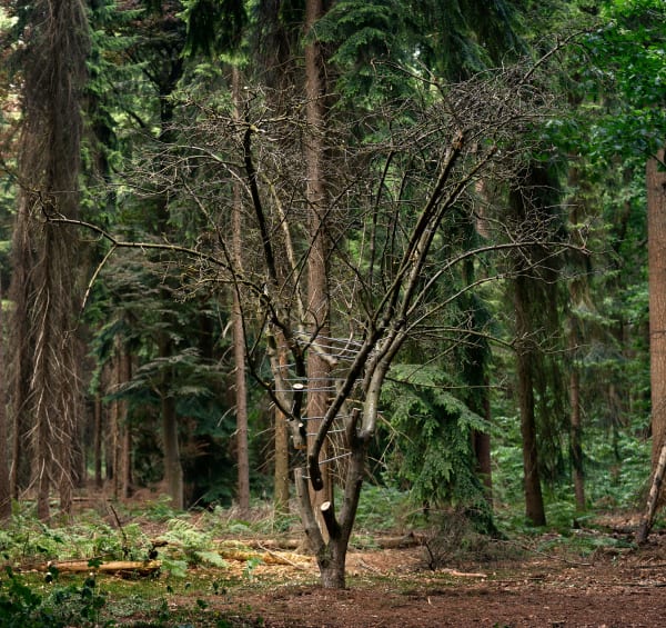Antti Laitinnen, Broken Landscape, photograph tree art