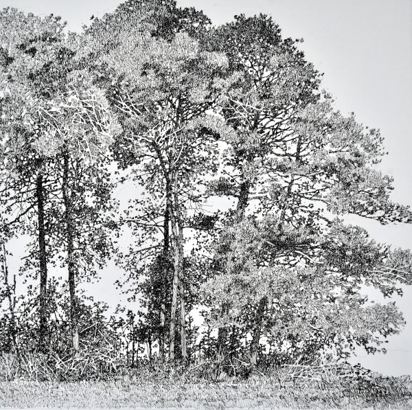 Ian Sidaway, New Forest Pines II