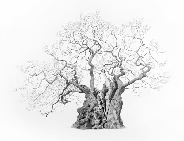 Mark Frith, The Old Man of Calke, print