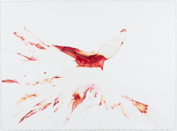 Coty Cisne, Fuchsia, 2015