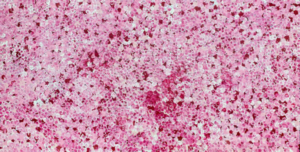 Bush Plum Dreaming by Belinda Golder Kngwarreye, 2024, acrylic on linen, 60 x 120 cm