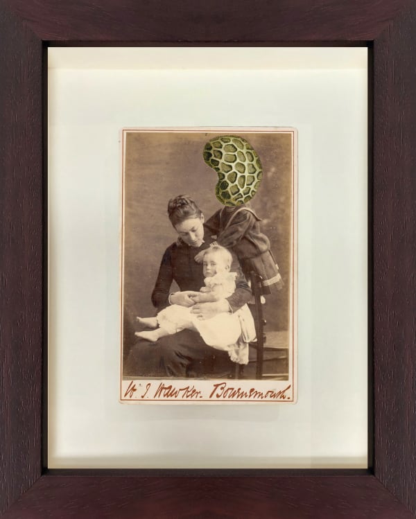 Papaver rhoeas L.