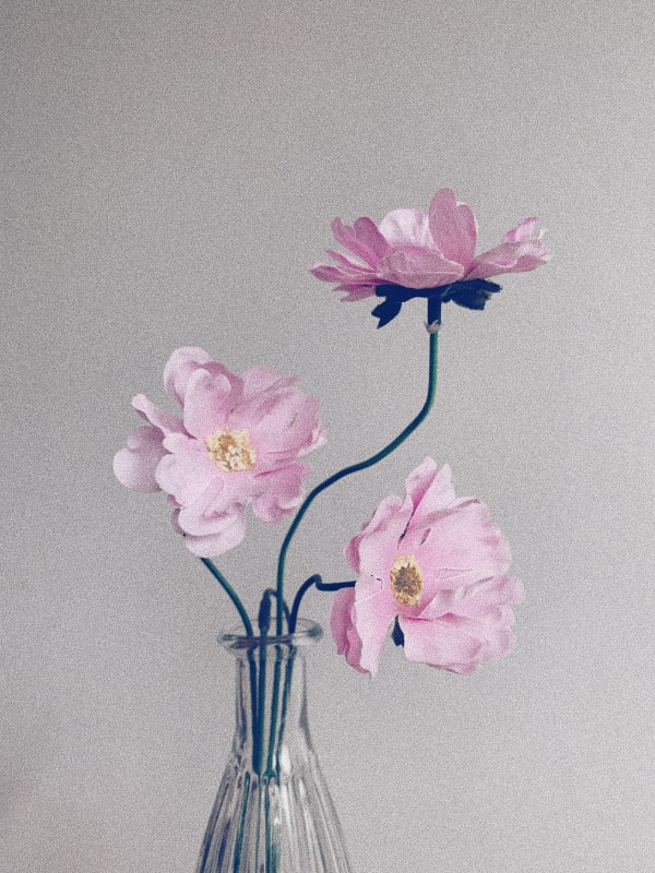 Nonzuzo Gxekwa Untitled (Flower series 12), 2021 59.4 x 42 cm Archival inkjet print on enhanced matte paper Edition of 8 plus 2 artist's proofs