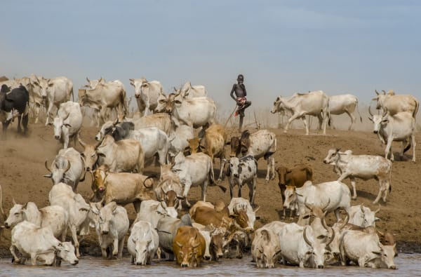 Carol Beckwith and Angela Fisher, Herder with Cattle, Omo River, Ethiopia, 2012