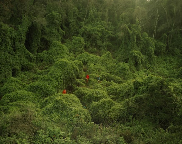 Johno Mellish, Butterfly Collectors, 2019