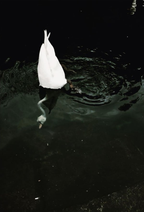 Nonzuzo Gxekwa Swan, 2022 59.4 x 42 cm Archival inkjet print on enhanced matte paper Edition of 8 plus 2 artist's proofs