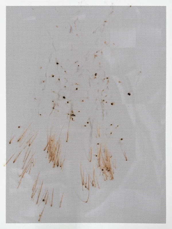 Thomas Wachholz, Honeycomb V , 2024